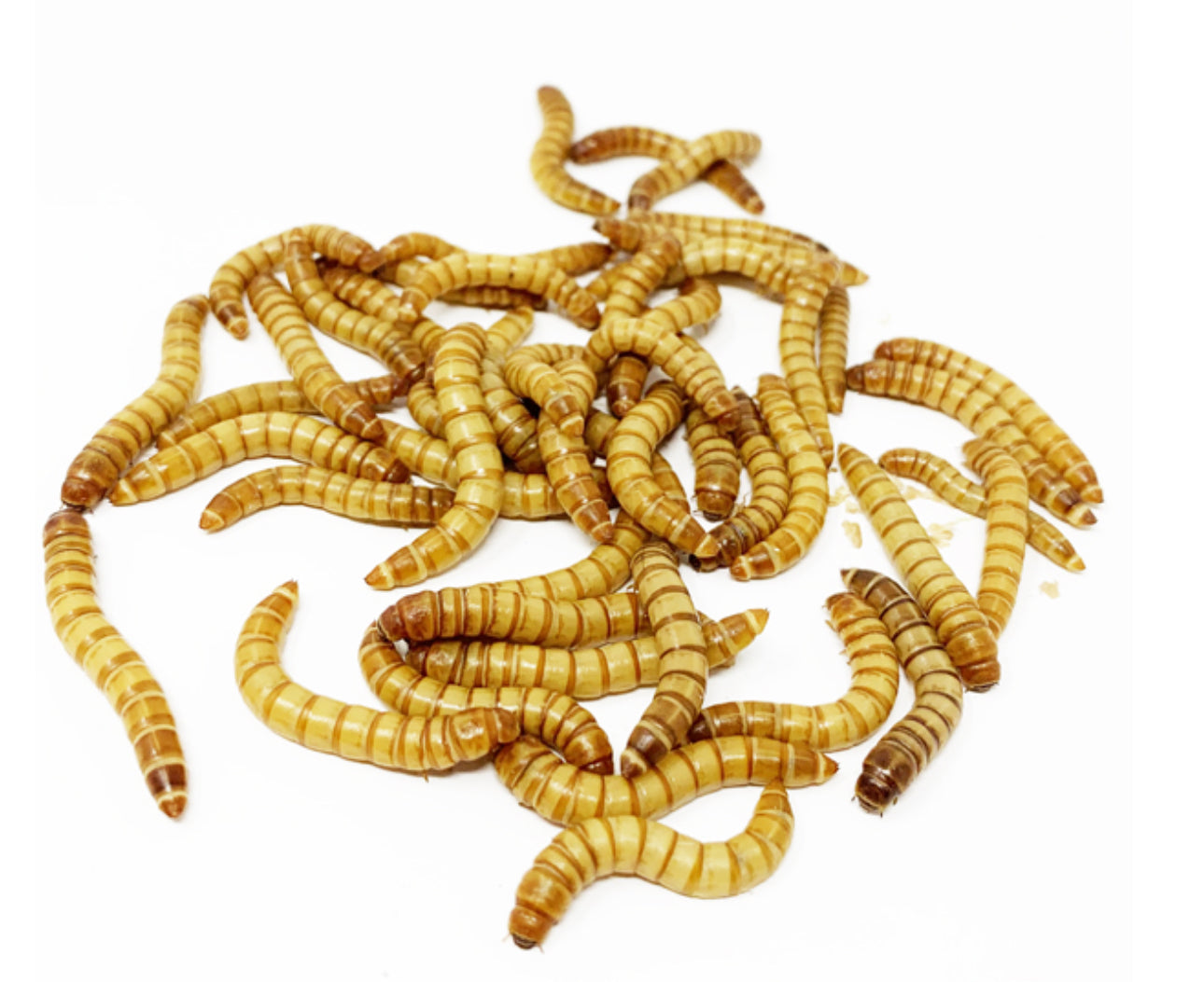 Large Mealworms