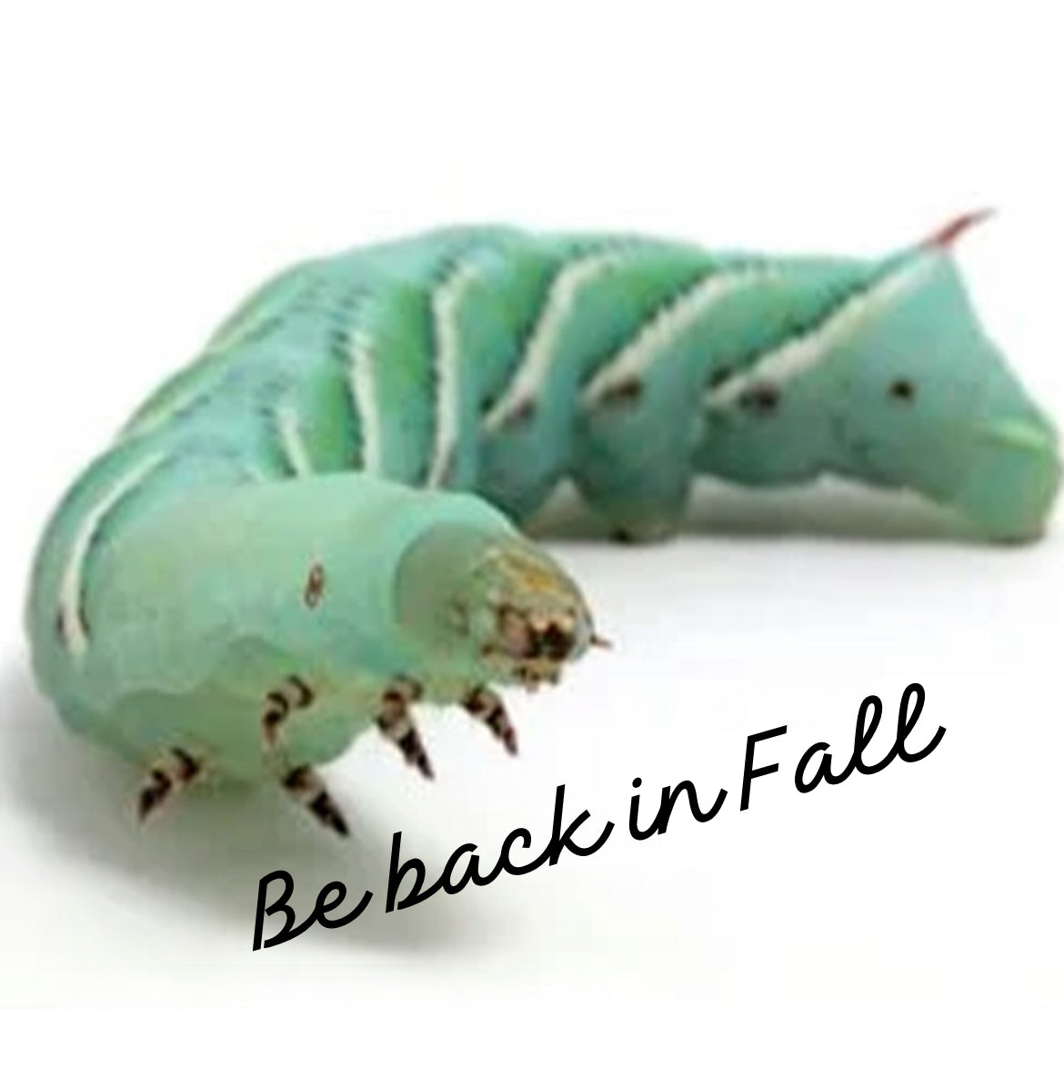 Hornworms