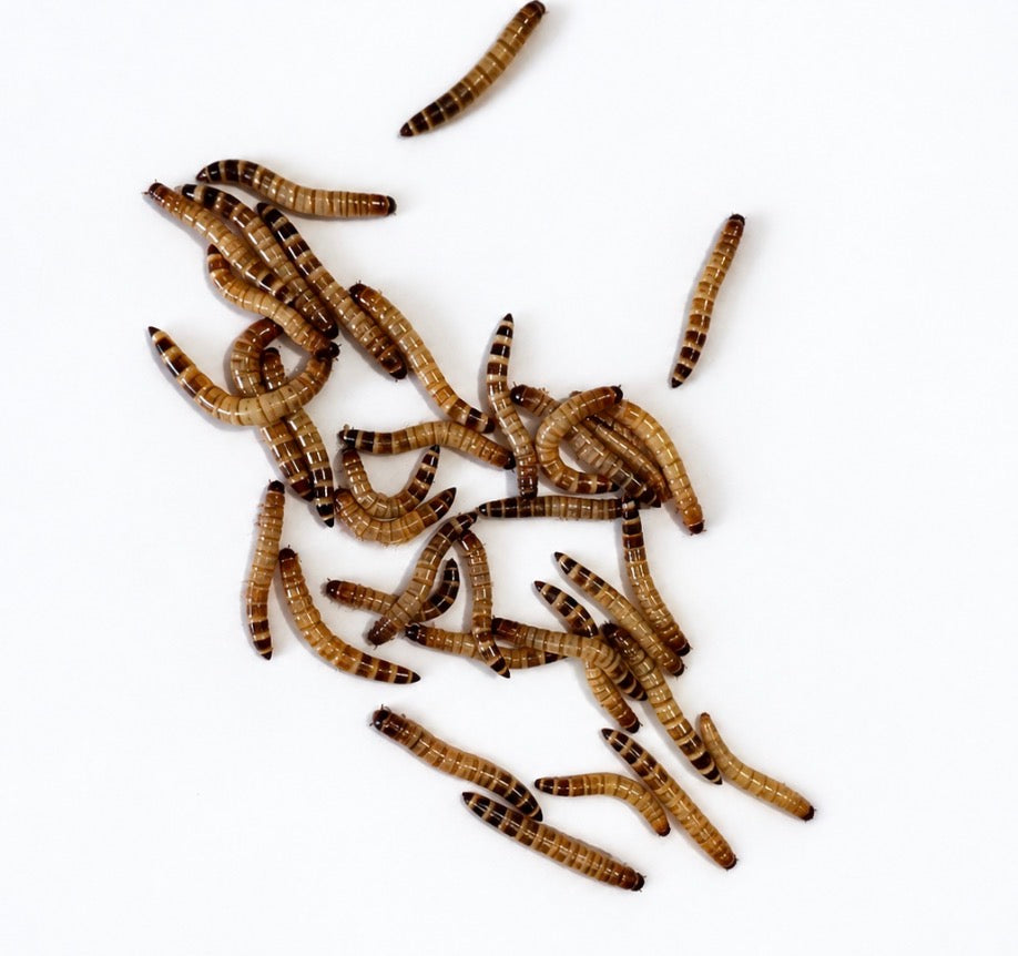 Medium Superworms