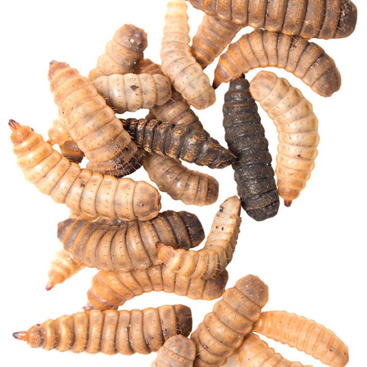 Large Black Soldier Fly Larvae