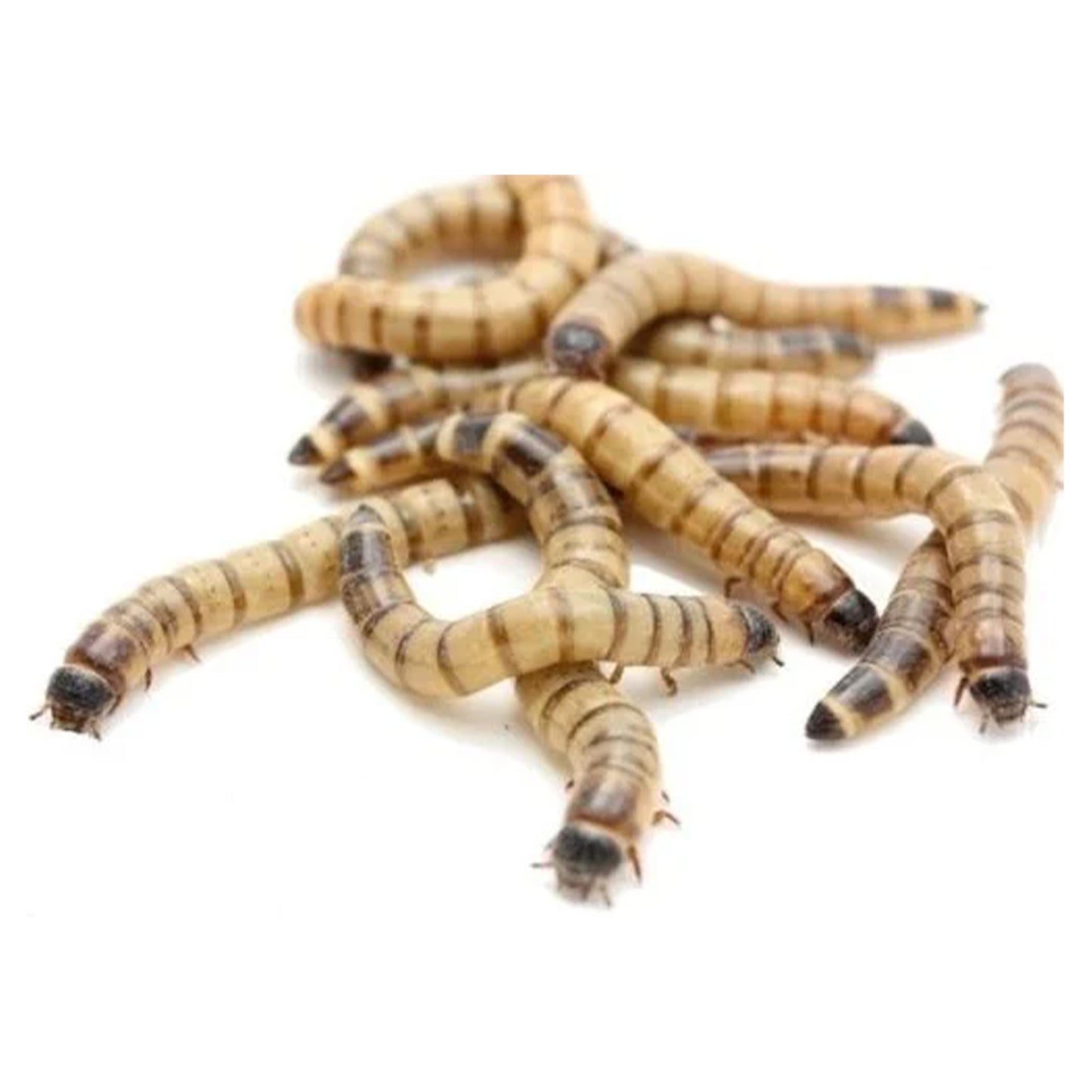 Large Superworms