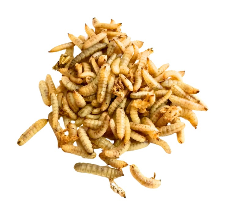 Medium Black Soldier Fly Larvae