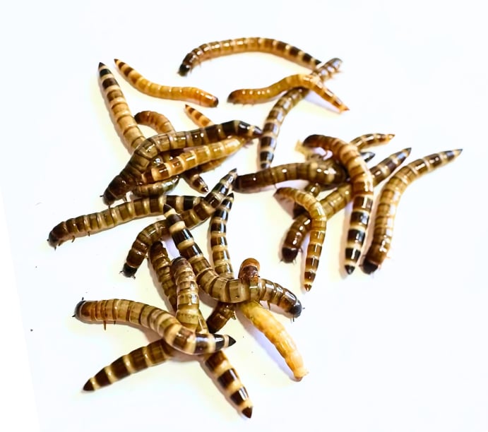 Small Superworms