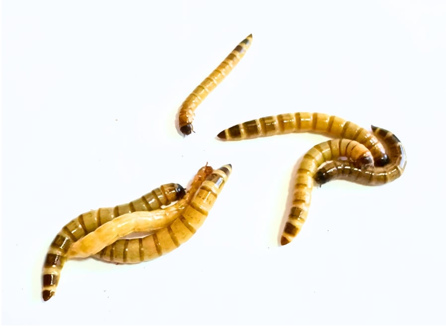 Medium Superworms