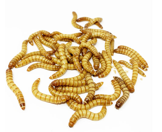 Large Mealworms