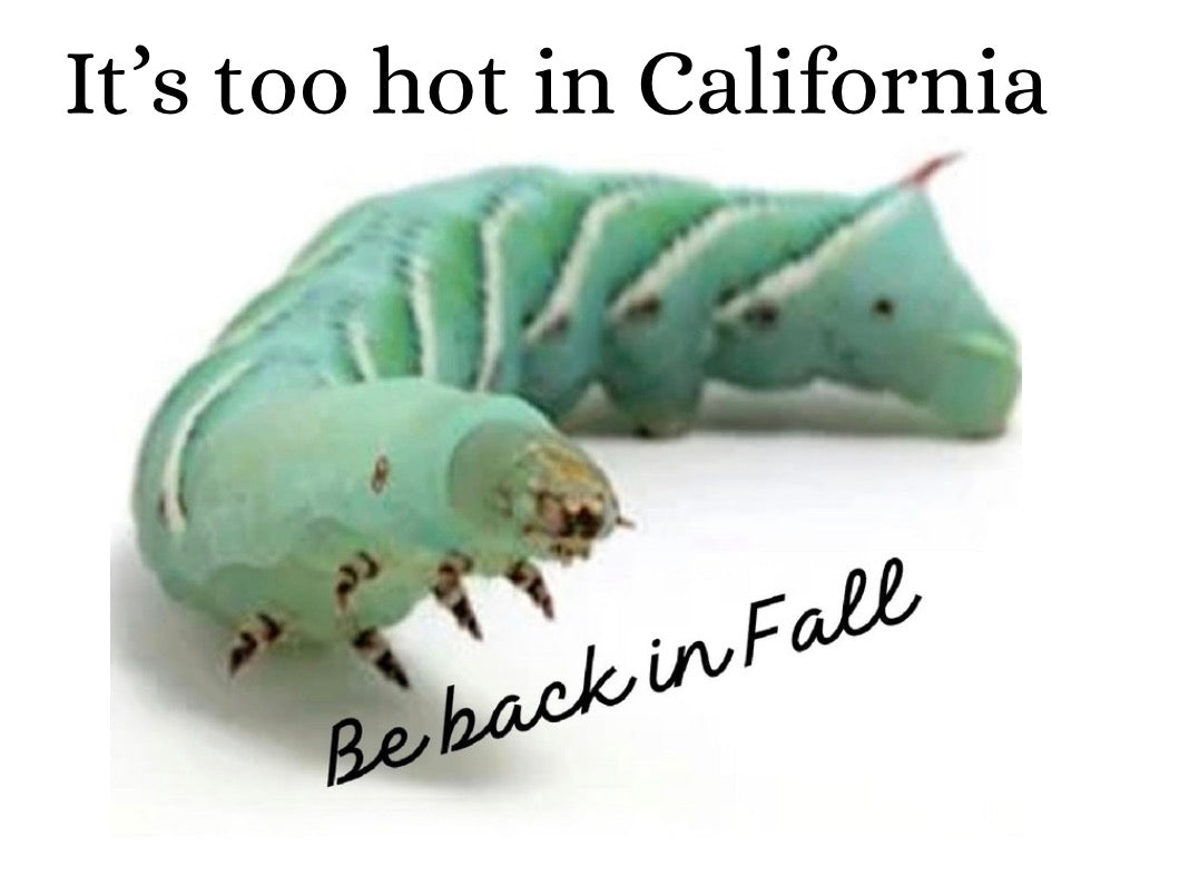 Hornworms