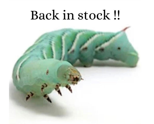 Hornworms