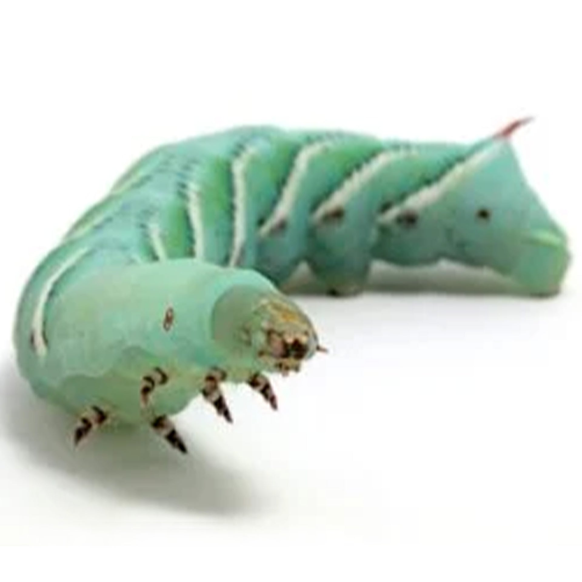 High Desert Dubia Farm Hornworms