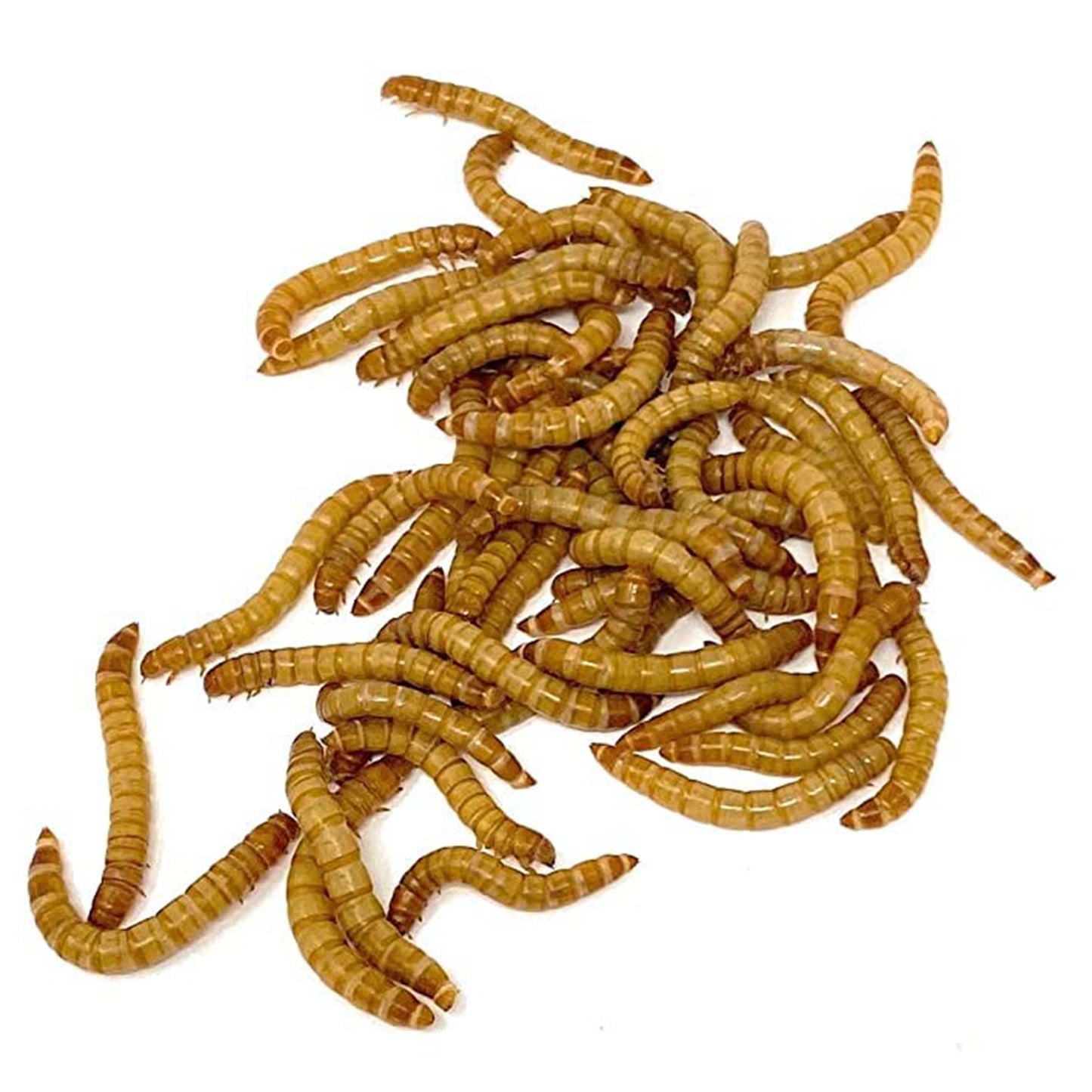 Medium Mealworms