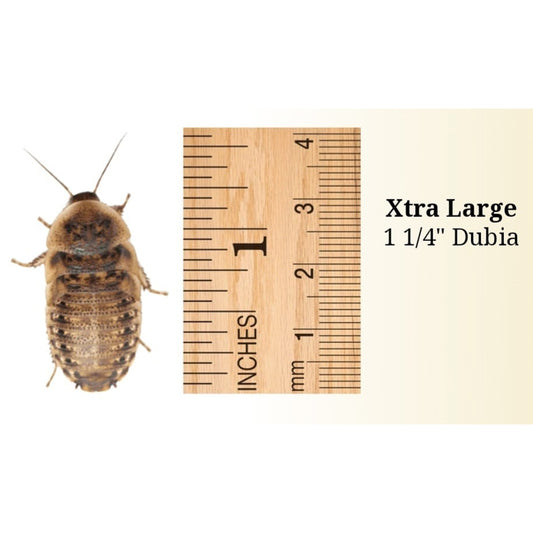 Extra Large Dubias