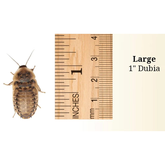 Large 1 inch Dubias
