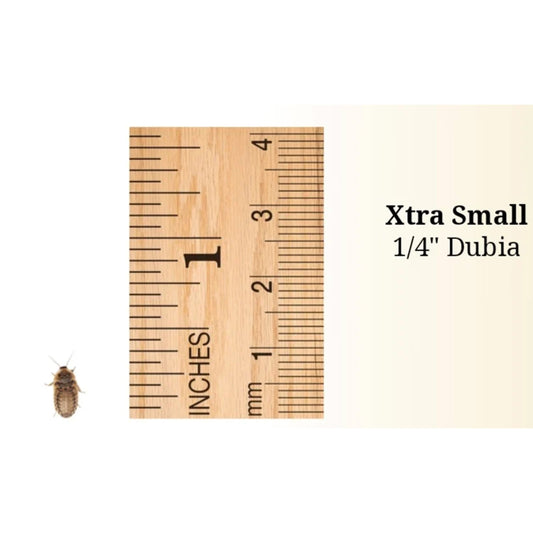 Extra Small Dubias