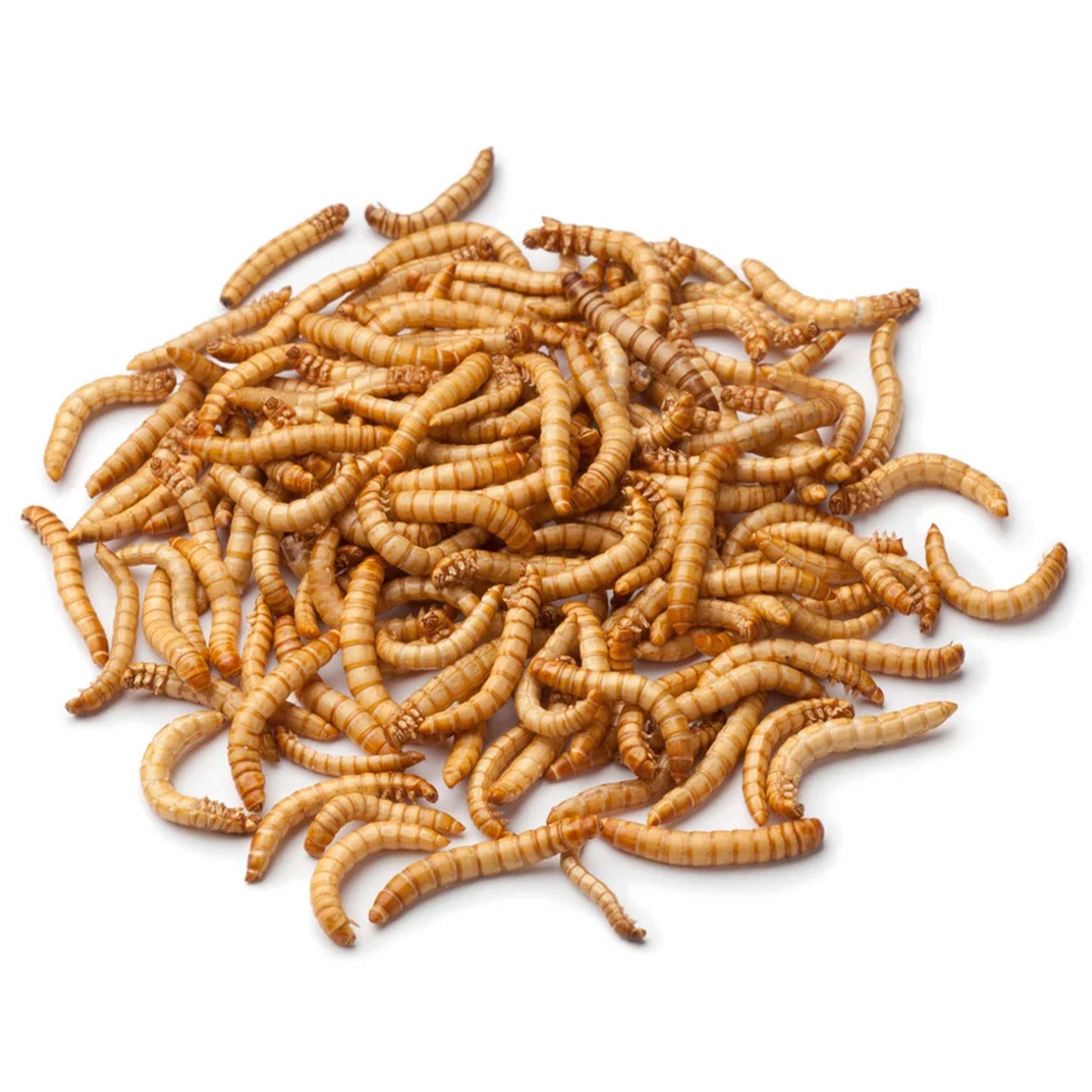 Small Mealworms