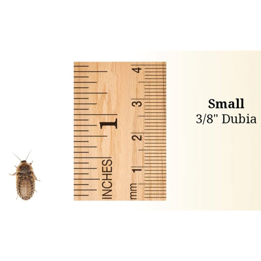 Small Dubias