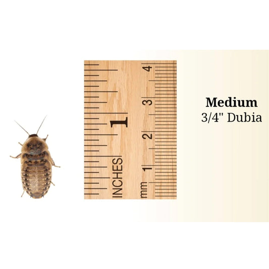 Medium Dubia