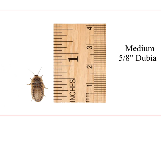 Medium Dubia 5/8