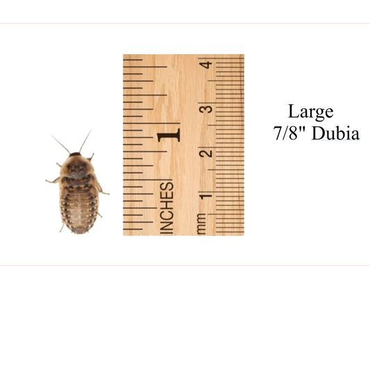 Large 7/8 inch Dubia